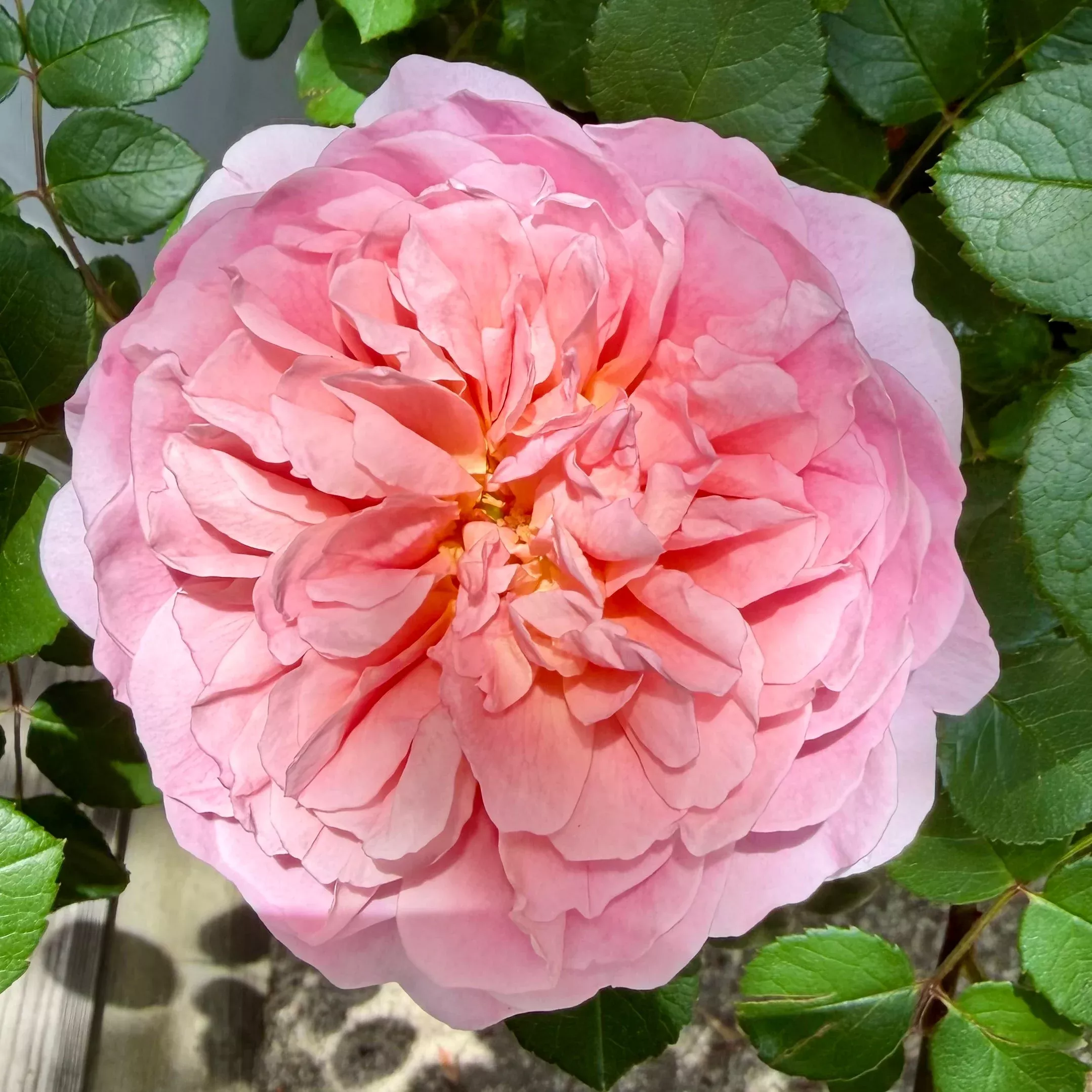 Rosa Eustacia Vye™ (‘Ausegdon’)