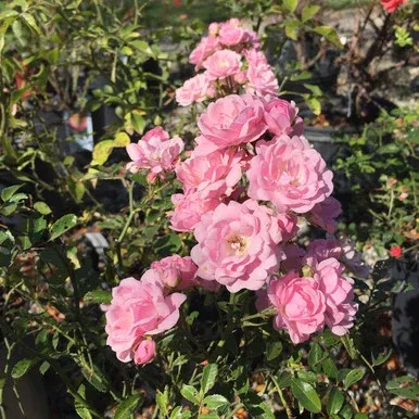 Rosa `The Fairy`