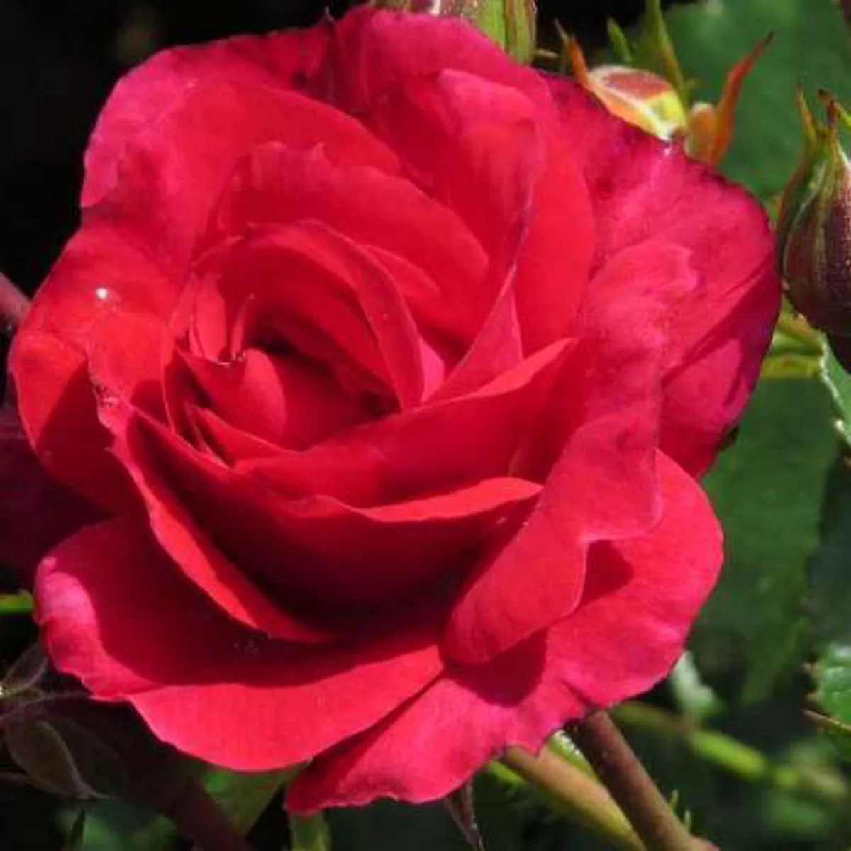 Rosa Flower Carpet Ruby