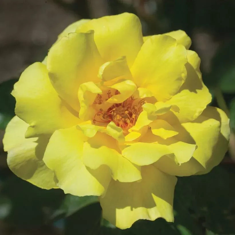 Rosa `Golden Showers`