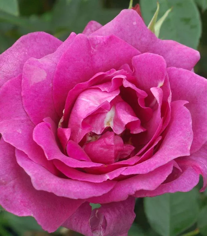 Rosa `Intrigue`