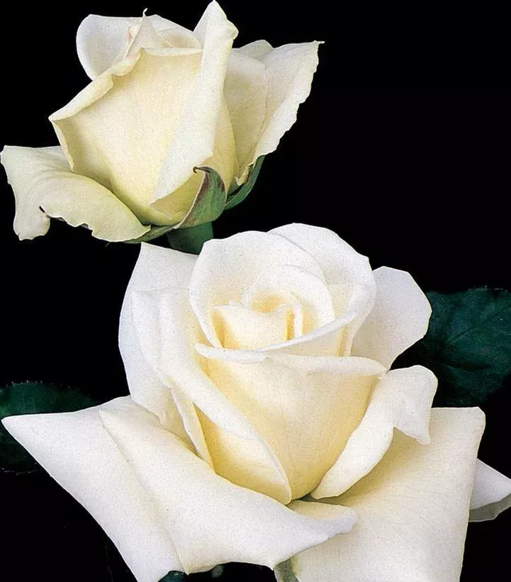 Rosa `John F. Kennedy`
