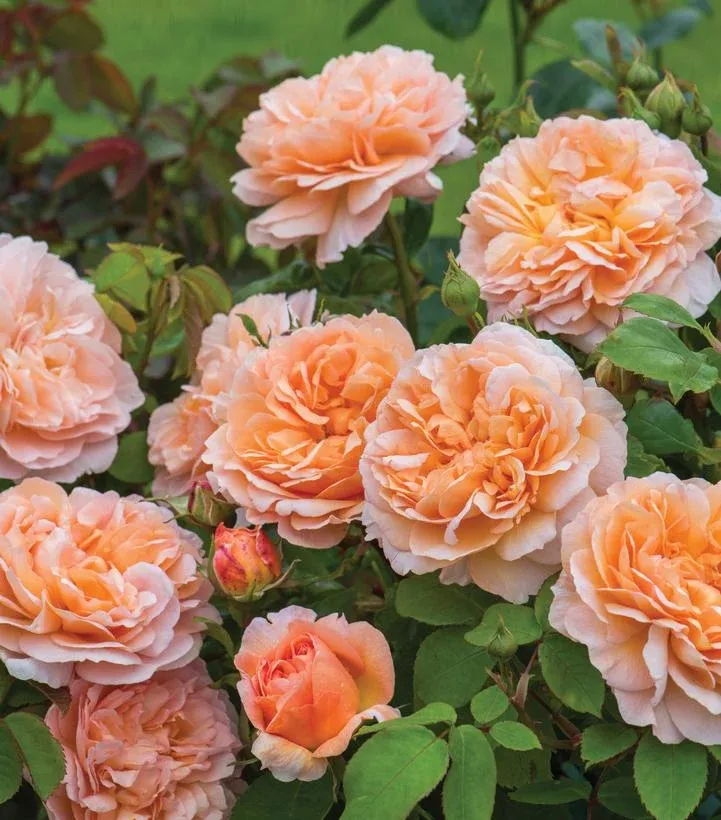 ROSA `THE LADY GARDENER`