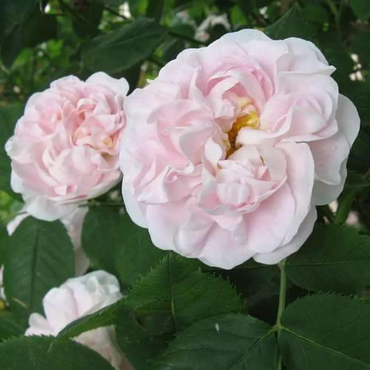 Rosa Maidens Blush – Old Shrub Rose