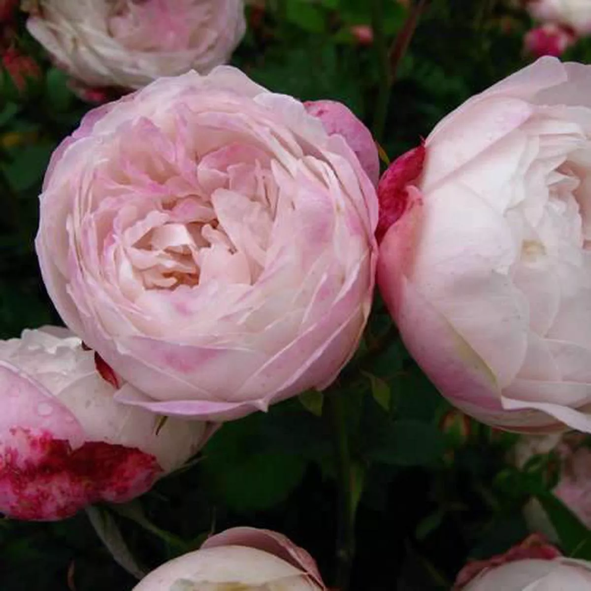 Rosa Mme Pierre Oger – Old Shrub Rose