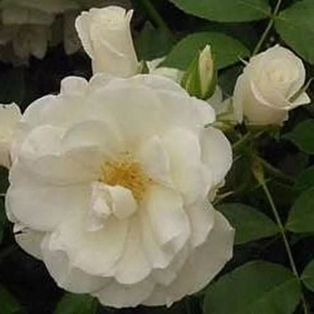 Rosa Notre-Dame de Calais – Climbing Rose