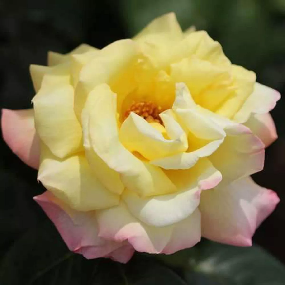 Rosa Peace – Hybrid Tea Shrub Rose