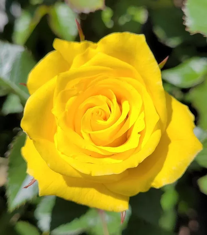 Rosa `Sunsprite`
