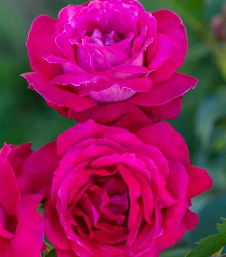 ROSA `SWEET SPIRIT`