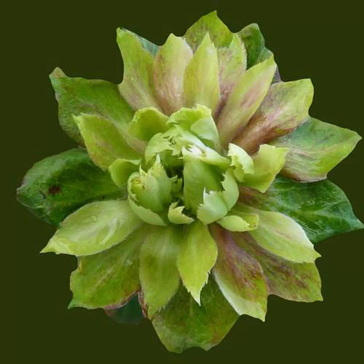 Rosa Viridiflora