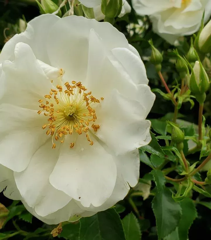 Rosa `White Dawn`