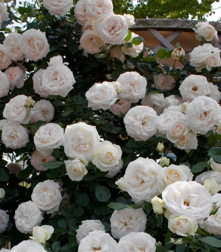 ROSA `WHITE EDEN` – CL