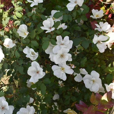 Rosa ‘White Out’