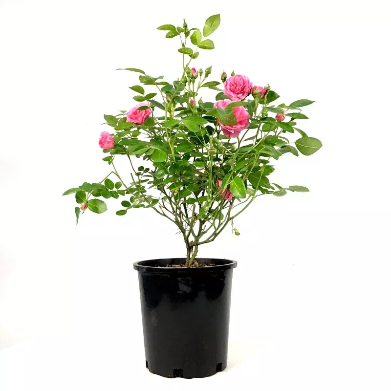 Rose, 2 gal, Morden Belle