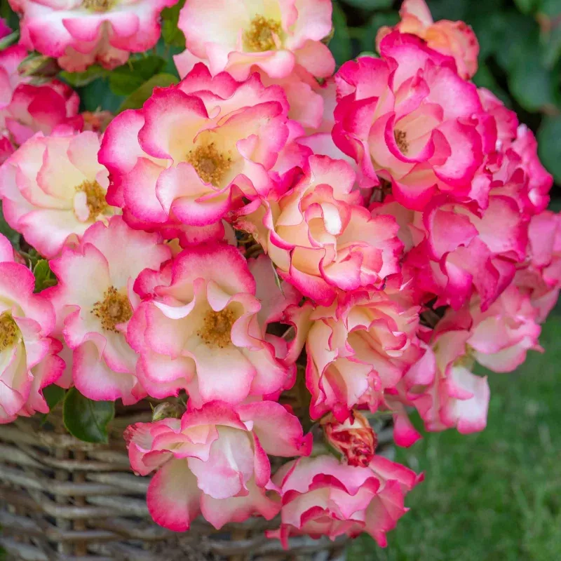 Rose Birthday Girl (Floribunda Rose)