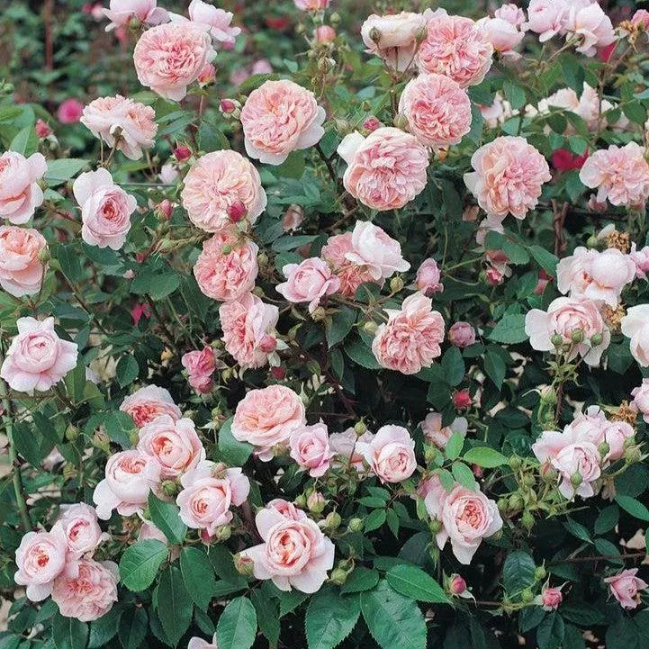 Rose, Bloomables Colette™ Climbing Rose