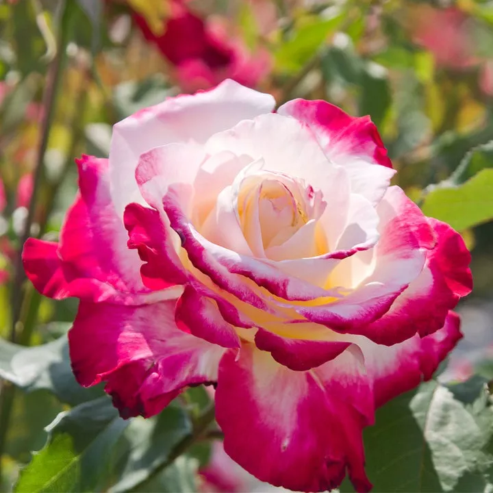 Rose Double Delight