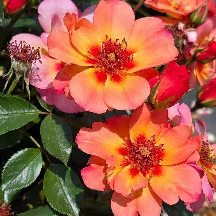 Rose, Flower Carpet Peach Rose