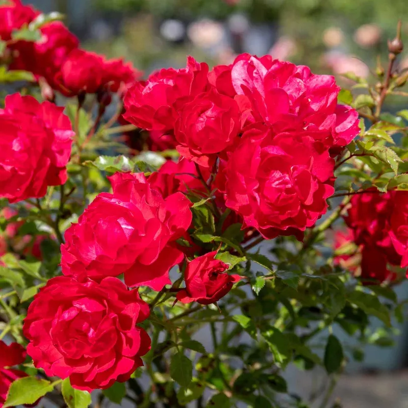 Rose Raspberry Royale (Patio Rose)
