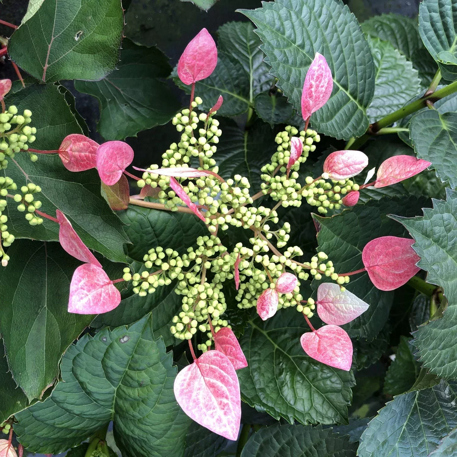 Rose Sensation™ False Hydrangea Vine (Schizophragma)