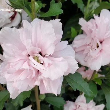 Rose of Sharon – Blushing Bride