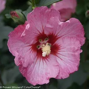 Rose of Sharon – Ruffled Satin