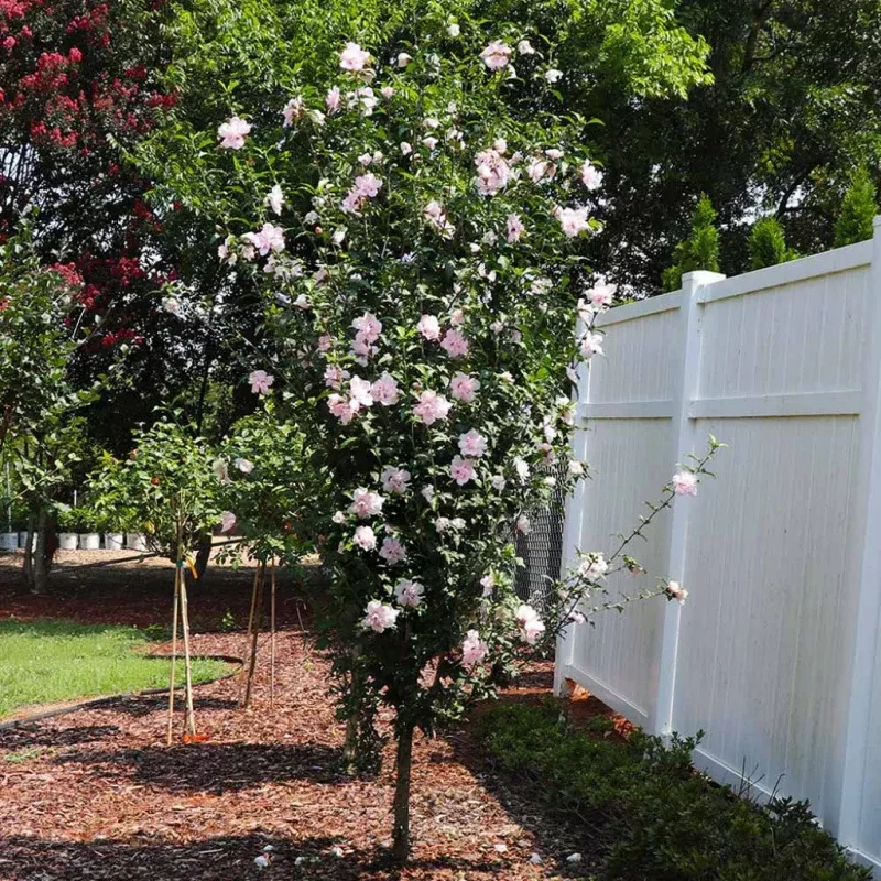 Rose of Sharon Tree - Double Pink Lady Stanley Althea-(Tree Form)