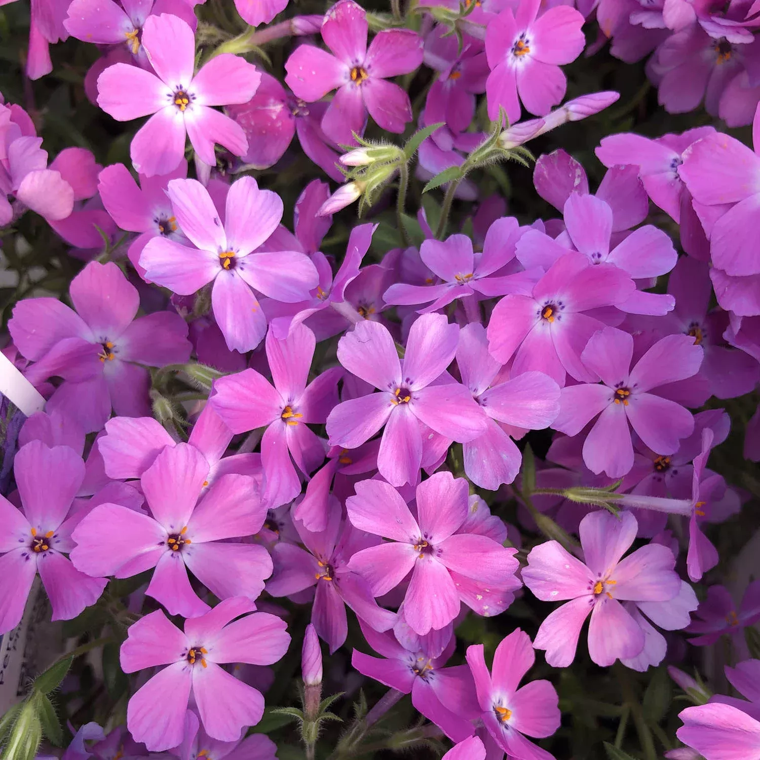 ‘Rose Sprite’ Hybrid Spring Phlox