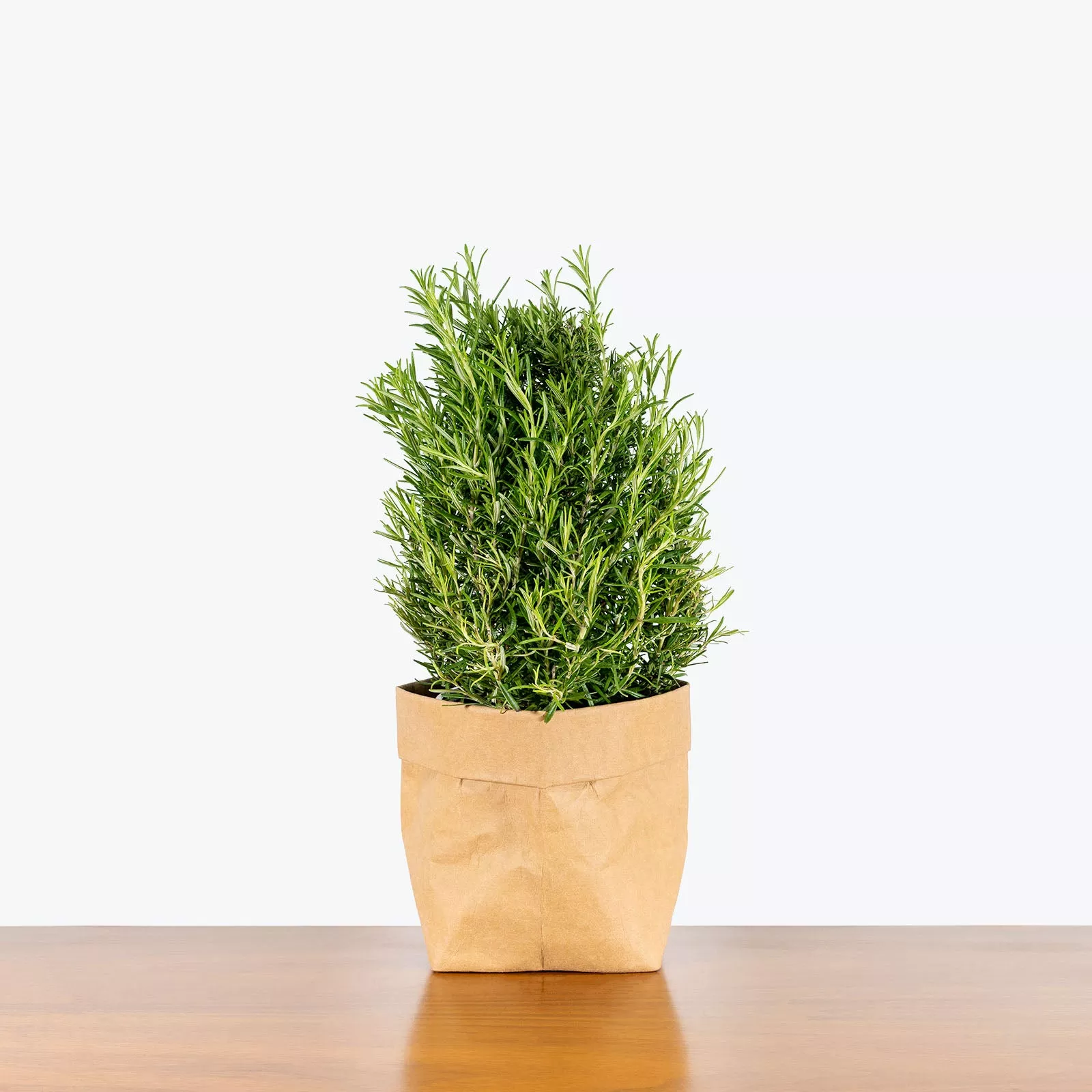 Rosemary Plant