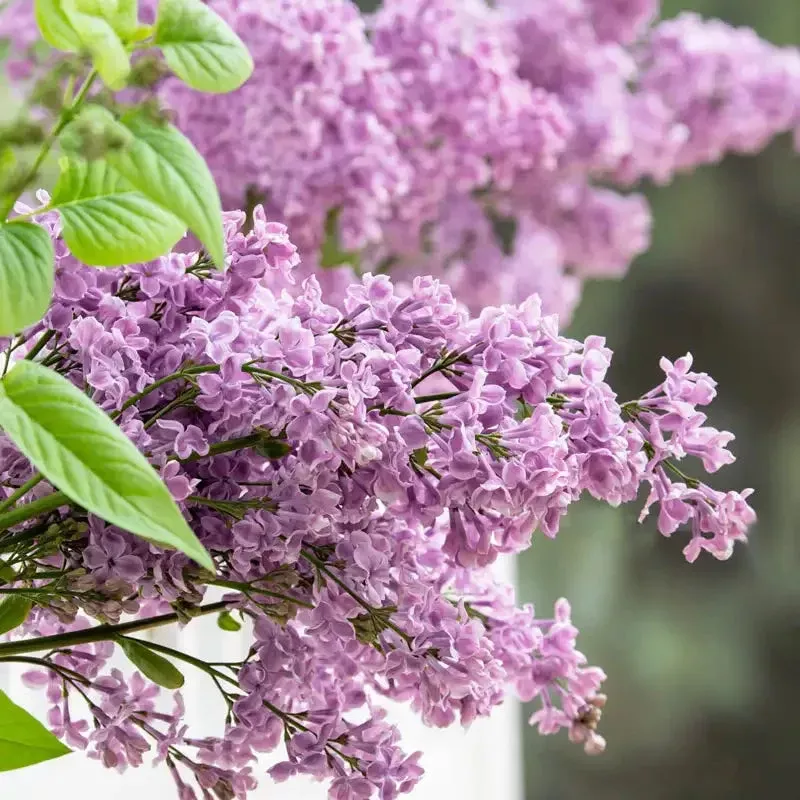 Rosie Beach Party Lilac Plant