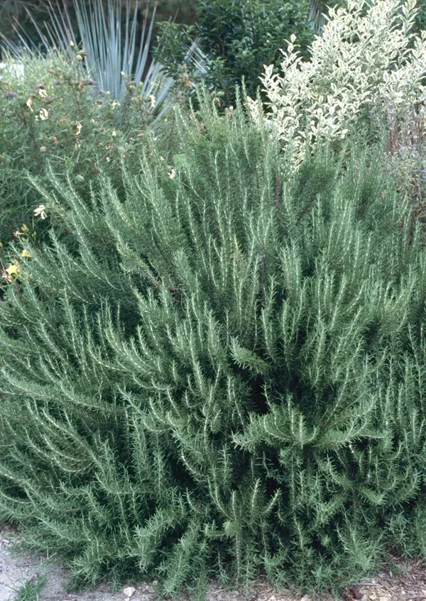 Rosmarinus Officinalis `Arp`