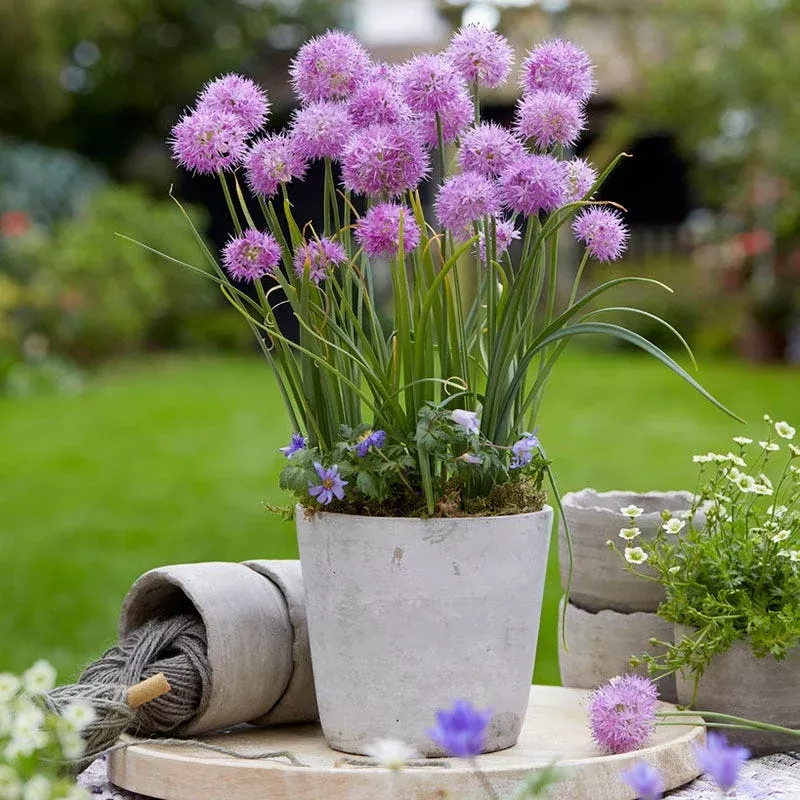Rosy Dream Allium