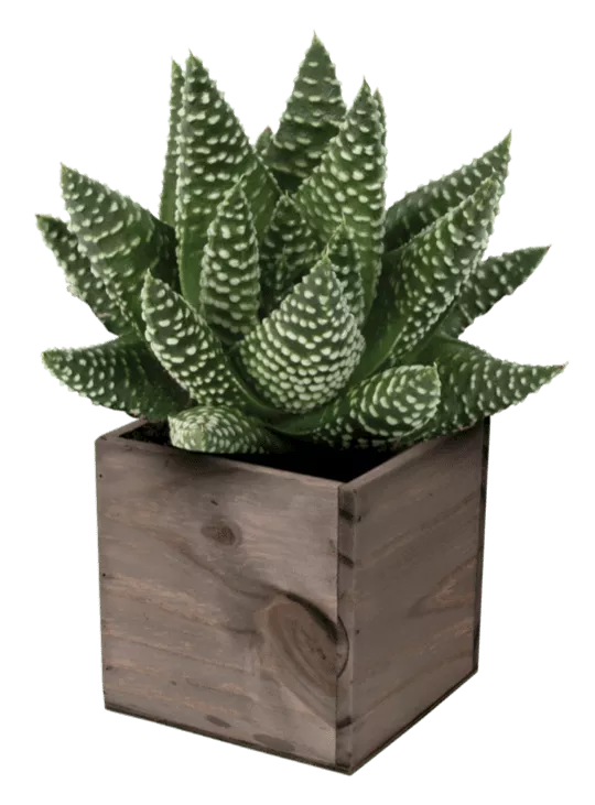 Royal Albert Haworthia
