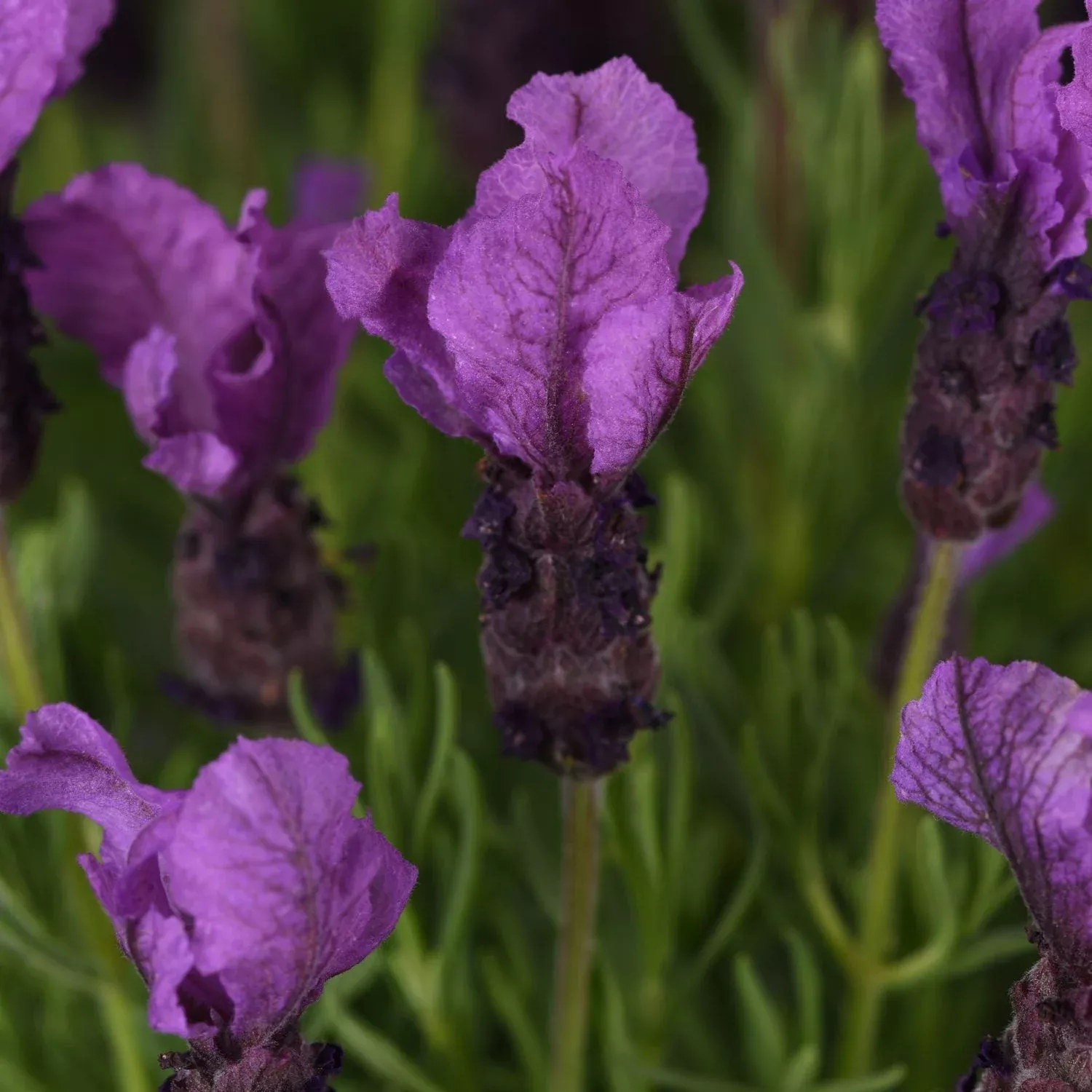 ‘Royal Anouk’ Spanish Lavender (Lavandula)