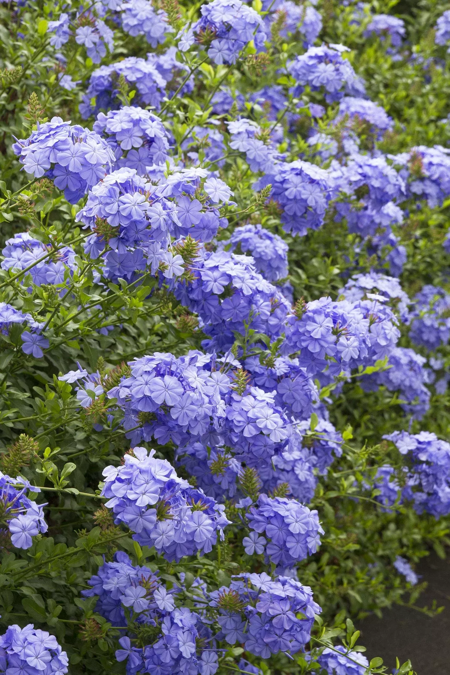 Royal Cape Plumbago