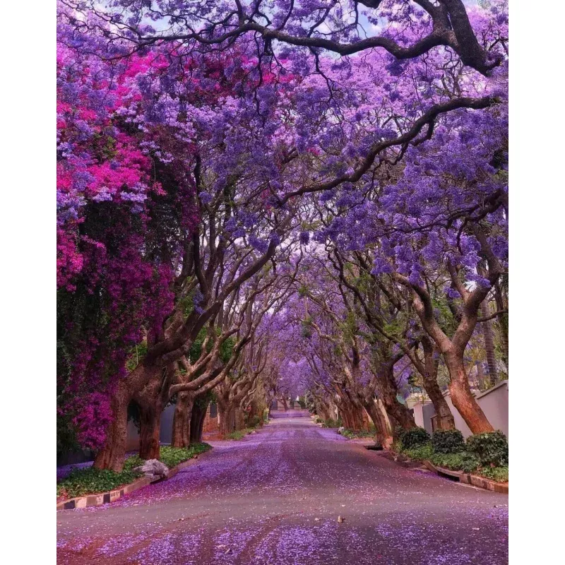 Royal Empress Tree - Paulownia tomentosa