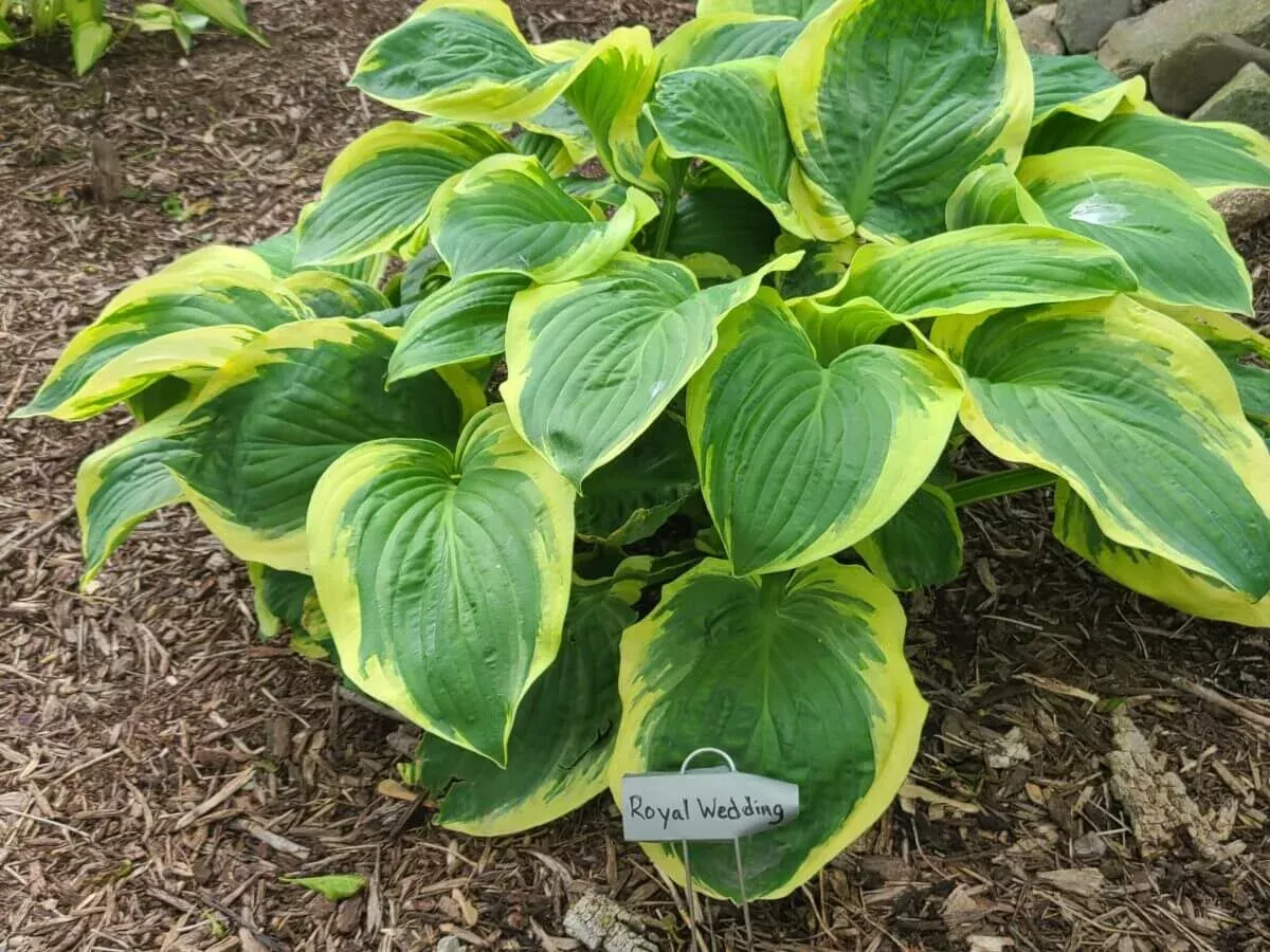Royal Wedding Hosta