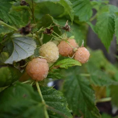 Rubus idaeus ‘Anne’