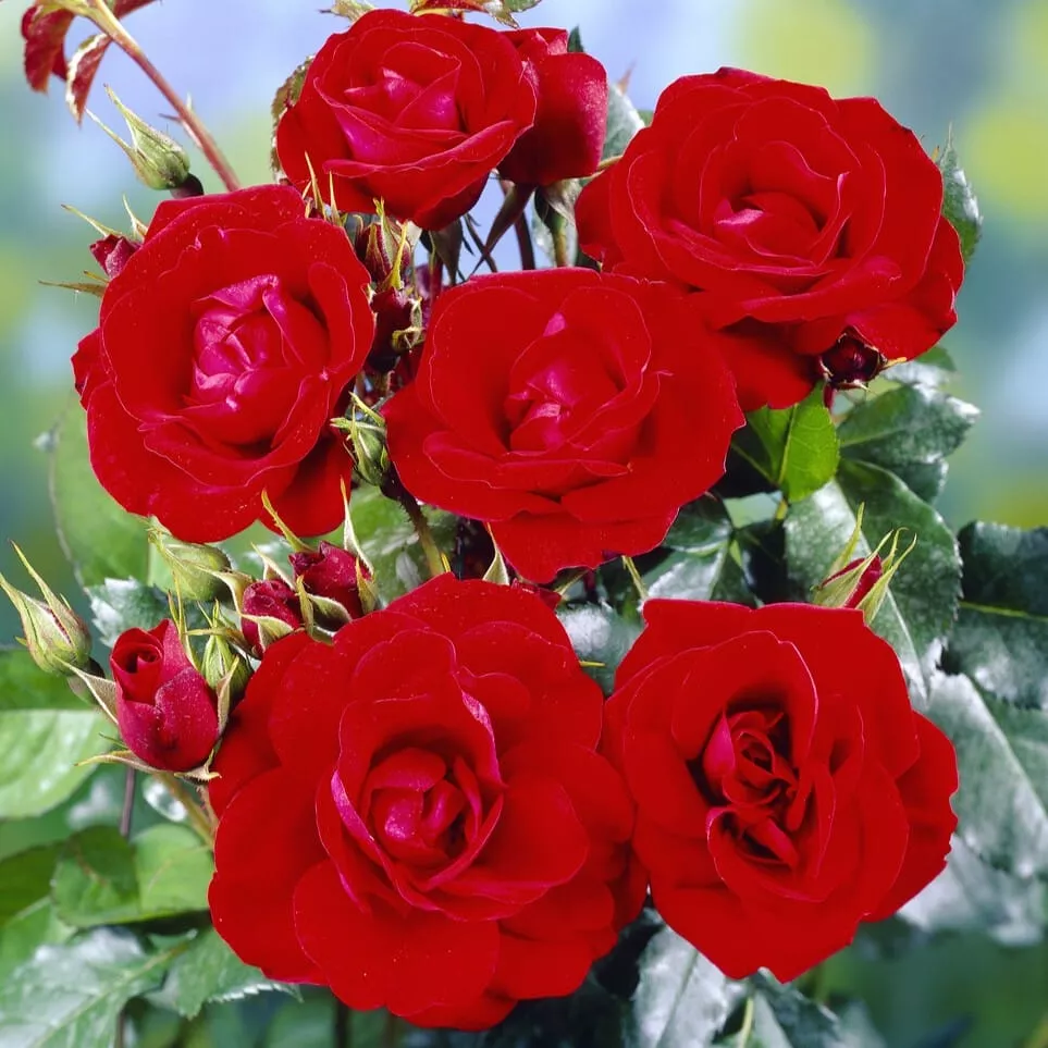 ‘Ruby Anniversary’ Bush Rose