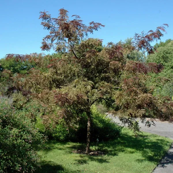 Ruby Lace Thornless Common Honeylocust
