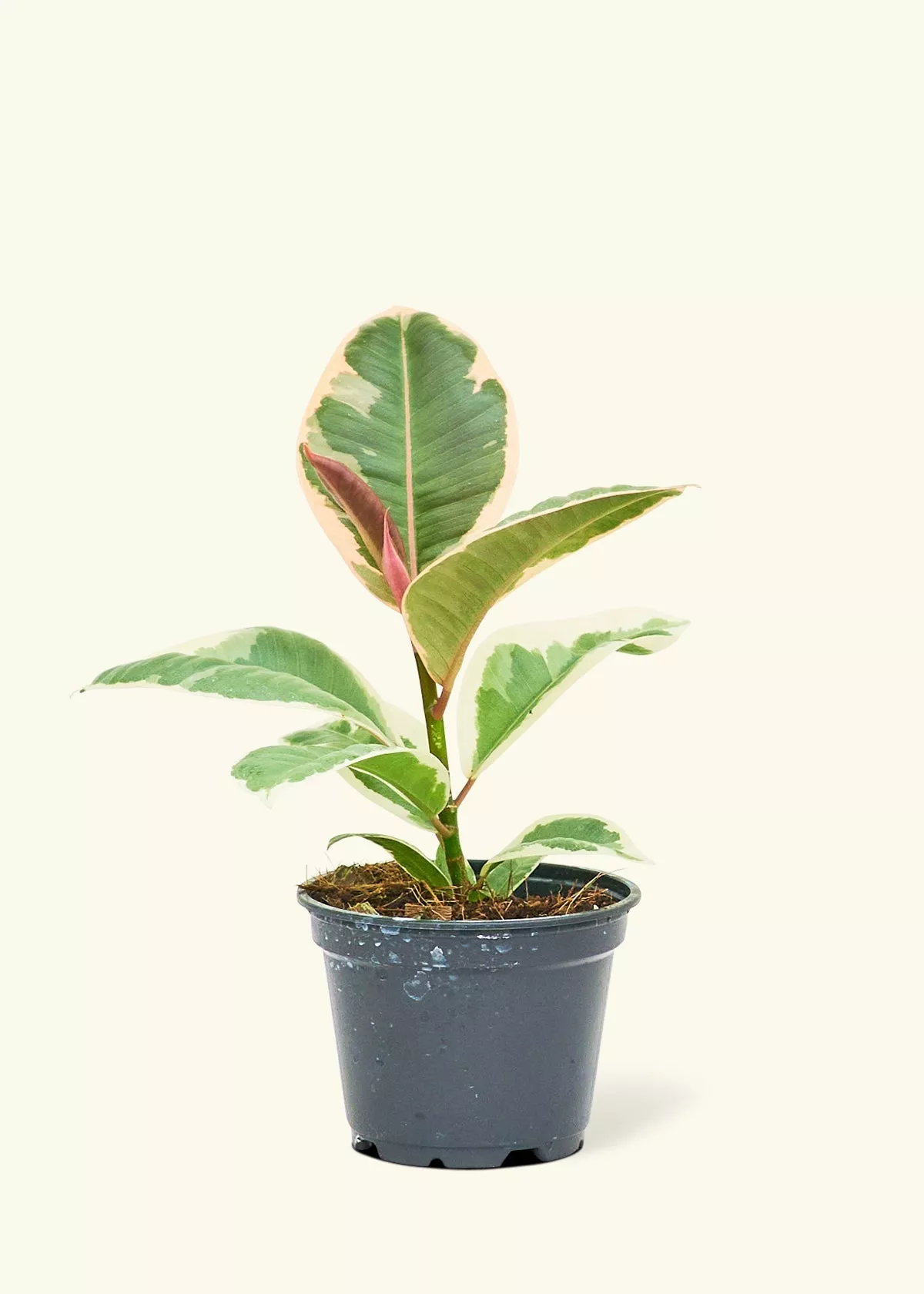 Ruby Rubber Tree