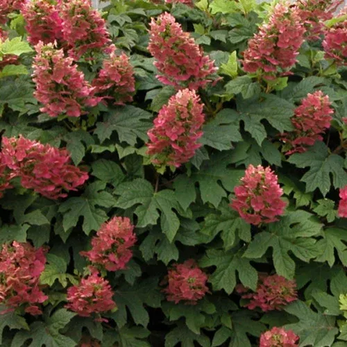 ‘Ruby Slippers’ Oakleaf Hydrangea
