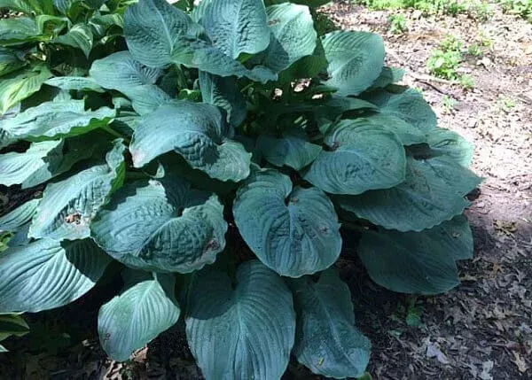 Ruffles n Ridges Hosta