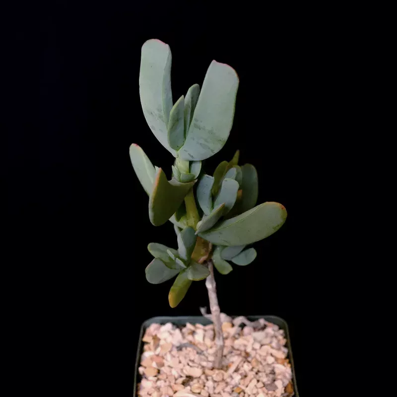Ruschia maxima (HBG 35175)