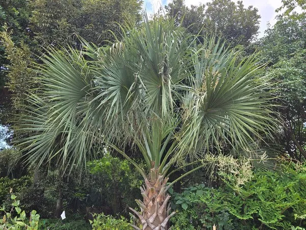 Sabal palmetto ‘Bald Head’