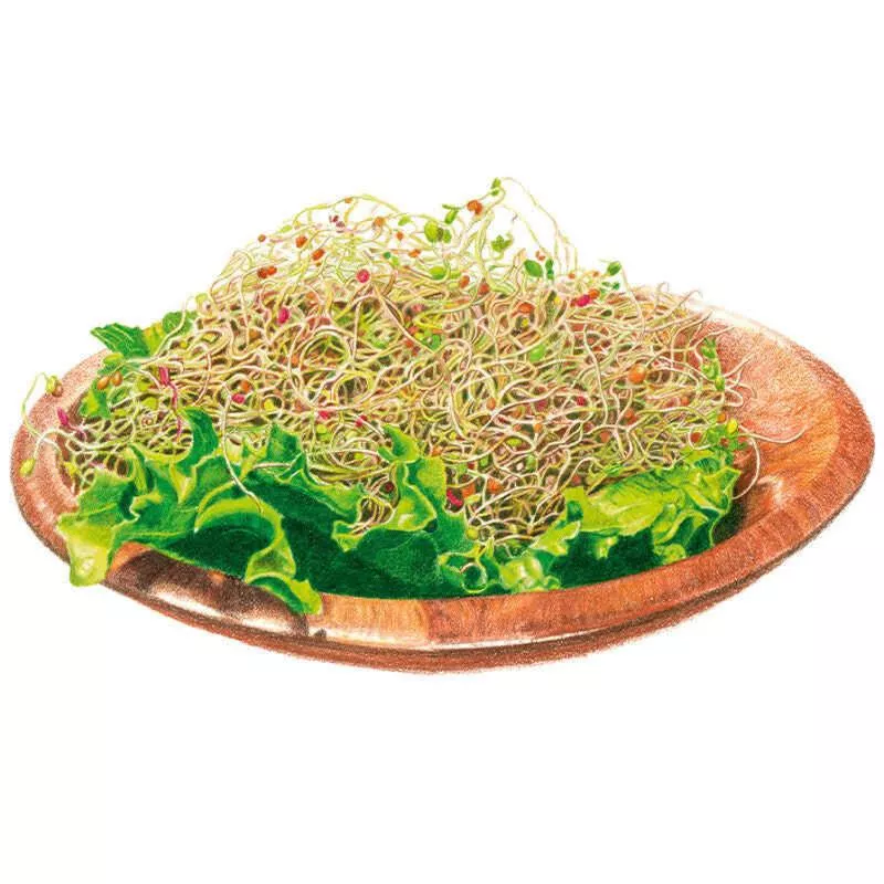Salad Mix Sprouts Seeds
