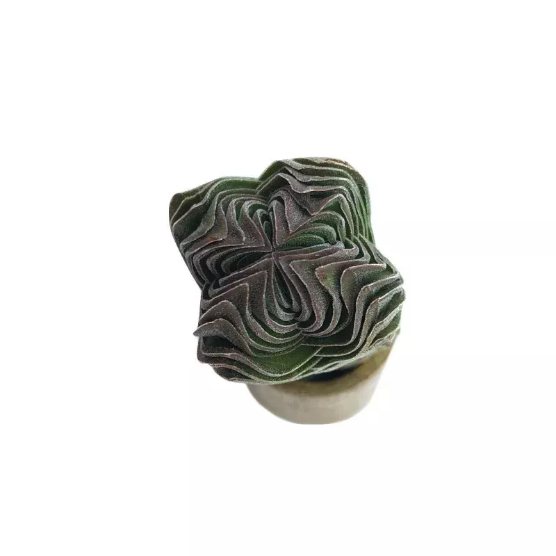 SALE! Crassula Buddha Temple, (Random)