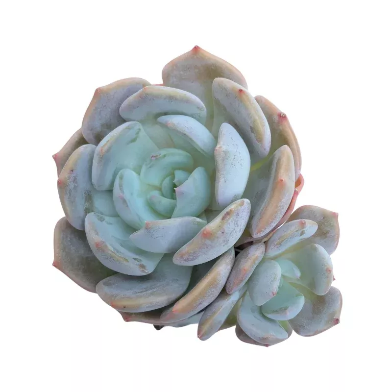 SALE! Echeveria Leeman