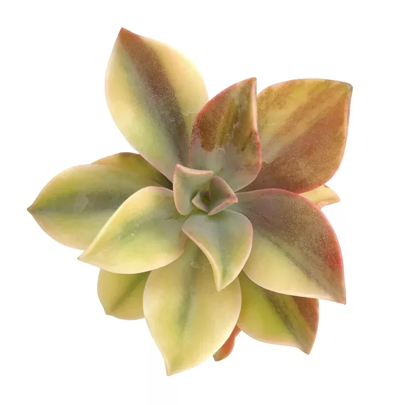 SALE! Fred Ives, Variegata
