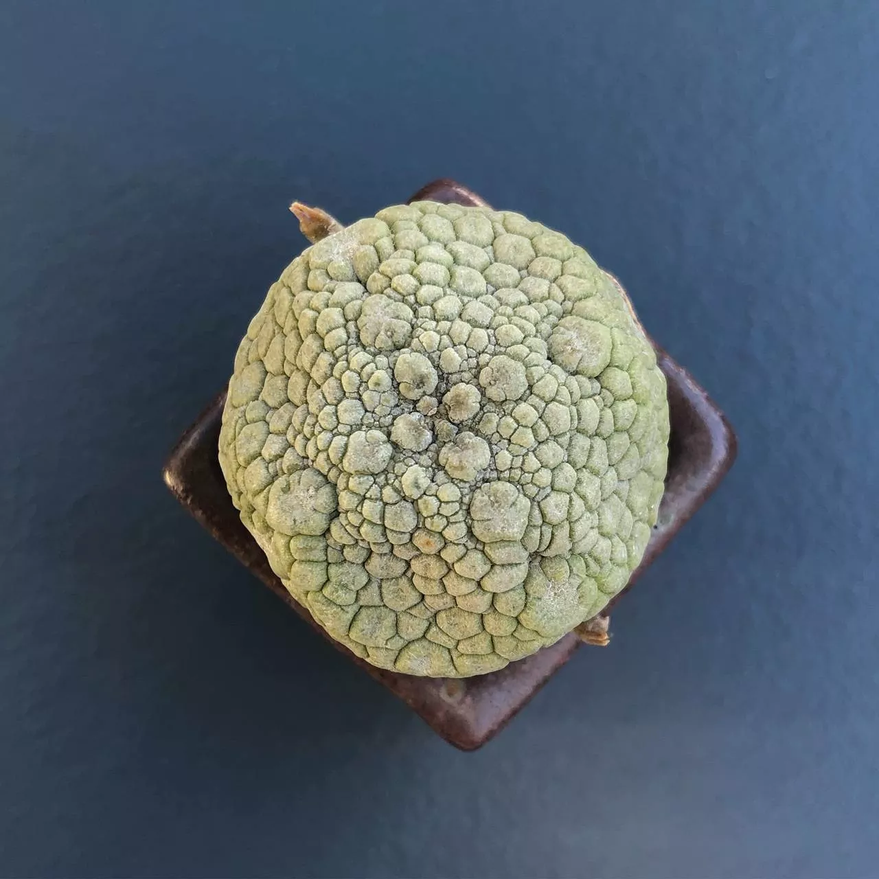 SALE! Psuedolithos Migiurtinus